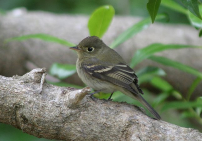 Photo (17): Pacific-slope Flycatcher