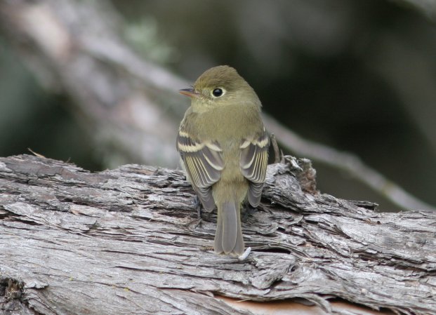 Photo (2): Pacific-slope Flycatcher