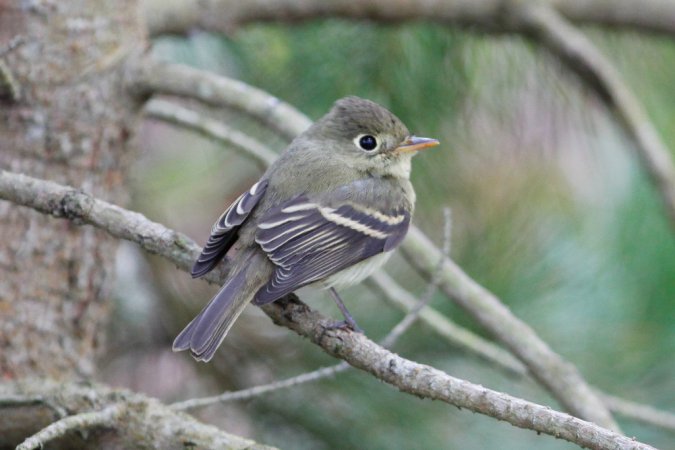 Photo (12): Pacific-slope Flycatcher