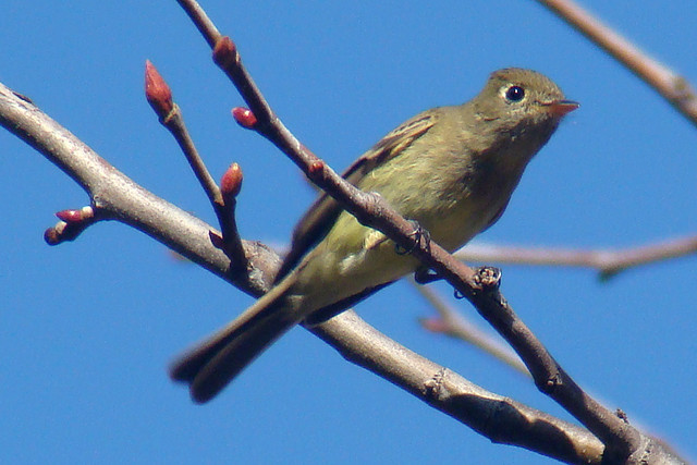 Photo (18): Pacific-slope Flycatcher