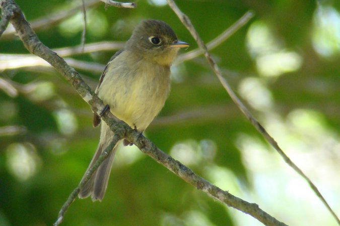 Photo (14): Pacific-slope Flycatcher