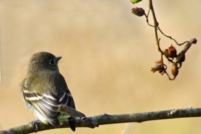 Photo (5): Pacific-slope Flycatcher