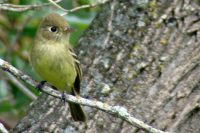 Photo (4): Pacific-slope Flycatcher