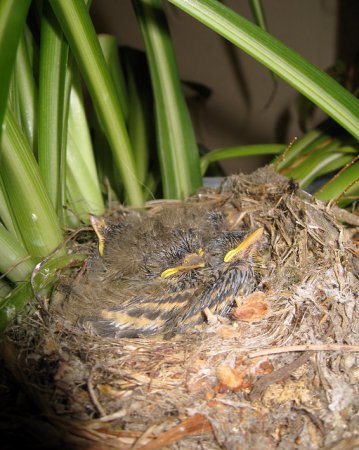 Photo (20): Pacific-slope Flycatcher
