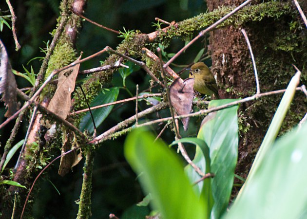 Photo (1): Yellowish Flycatcher