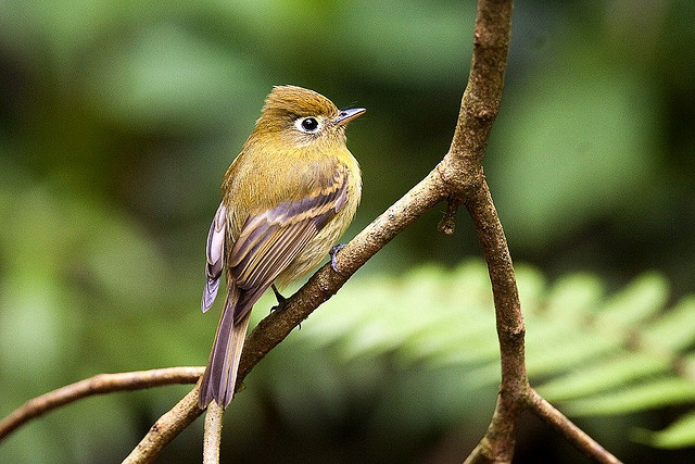 Photo (8): Yellowish Flycatcher