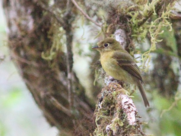 Photo (5): Yellowish Flycatcher