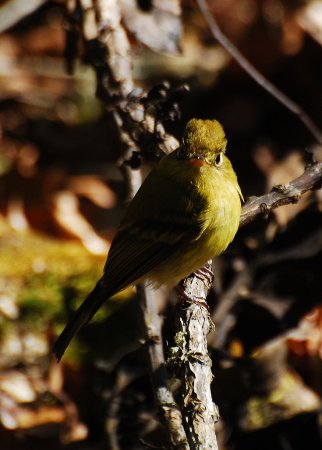 Photo (7): Yellowish Flycatcher