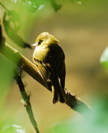 Photo (4): Yellowish Flycatcher