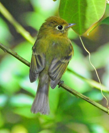Photo (3): Yellowish Flycatcher