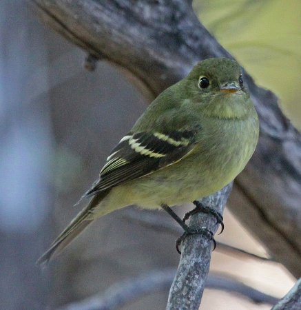 Photo (16): Yellow-bellied Flycatcher