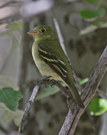 Photo (14): Yellow-bellied Flycatcher