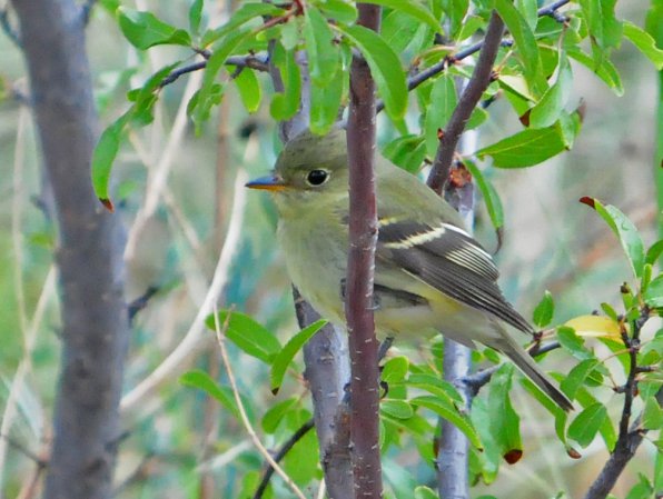 Photo (9): Yellow-bellied Flycatcher