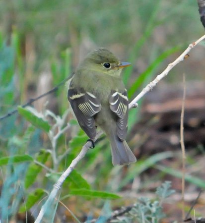 Photo (13): Yellow-bellied Flycatcher