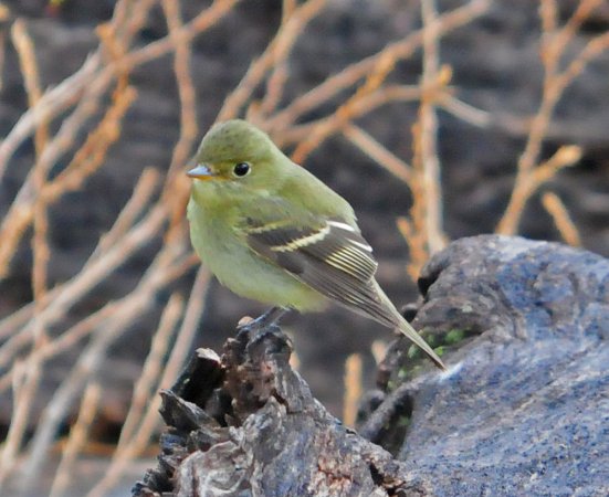 Photo (8): Yellow-bellied Flycatcher