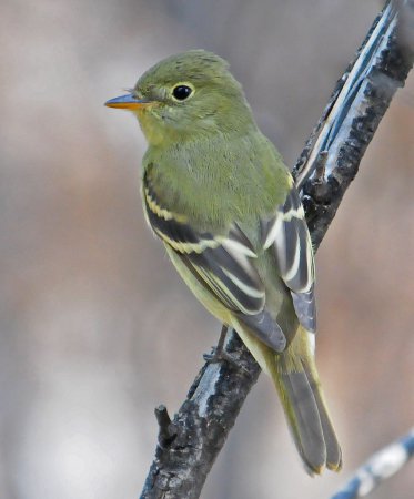 Photo (2): Yellow-bellied Flycatcher
