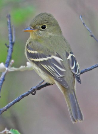 Photo (5): Yellow-bellied Flycatcher