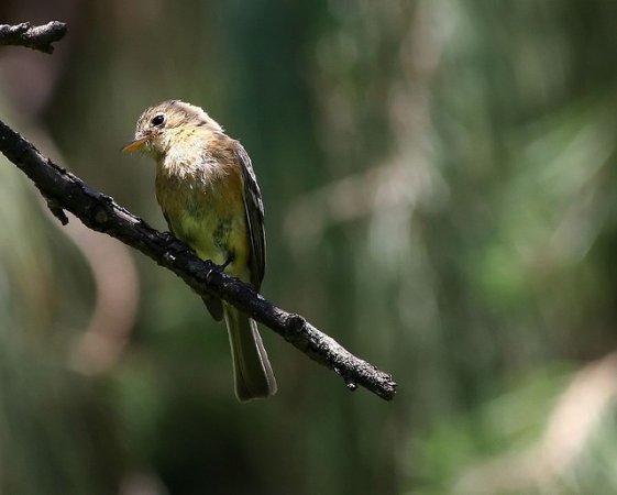 Photo (4): Buff-breasted Flycatcher
