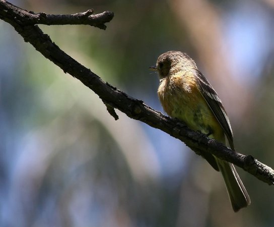 Photo (5): Buff-breasted Flycatcher