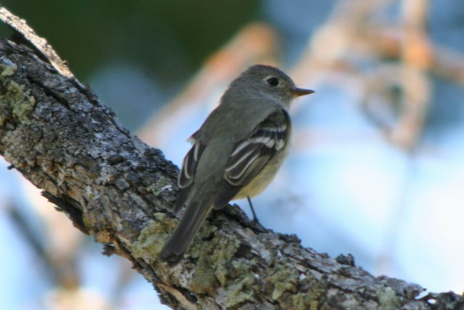 Photo (15): Hammond's Flycatcher
