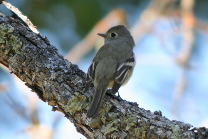 Photo (14): Hammond's Flycatcher
