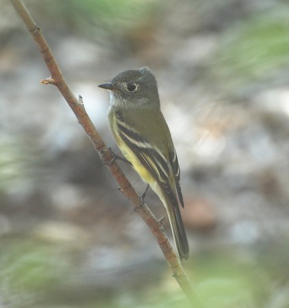 Photo (16): Hammond's Flycatcher