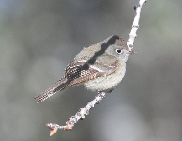 Photo (11): Hammond's Flycatcher
