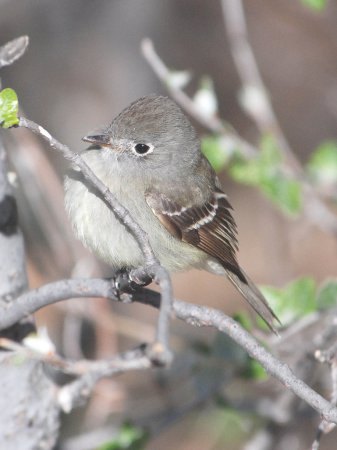 Photo (7): Hammond's Flycatcher