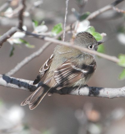 Photo (8): Hammond's Flycatcher