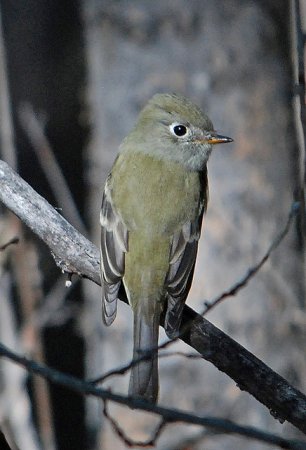 Photo (10): Hammond's Flycatcher