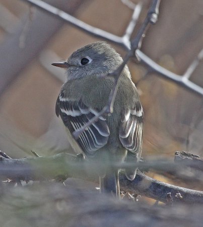 Photo (12): Hammond's Flycatcher