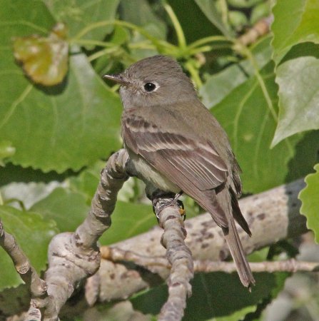 Photo (4): Hammond's Flycatcher