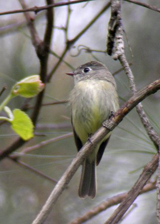 Photo (6): Hammond's Flycatcher