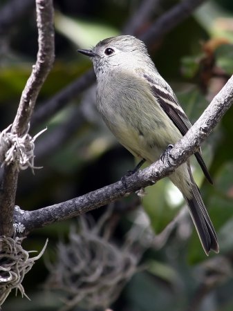 Photo (5): Hammond's Flycatcher