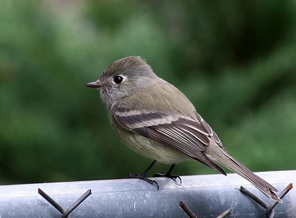 Photo (2): Hammond's Flycatcher