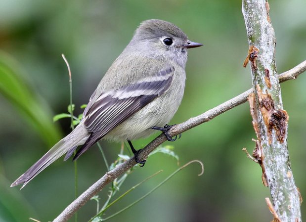 Photo (1): Hammond's Flycatcher