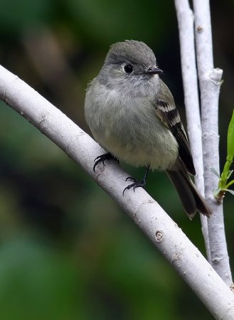 Photo (3): Hammond's Flycatcher