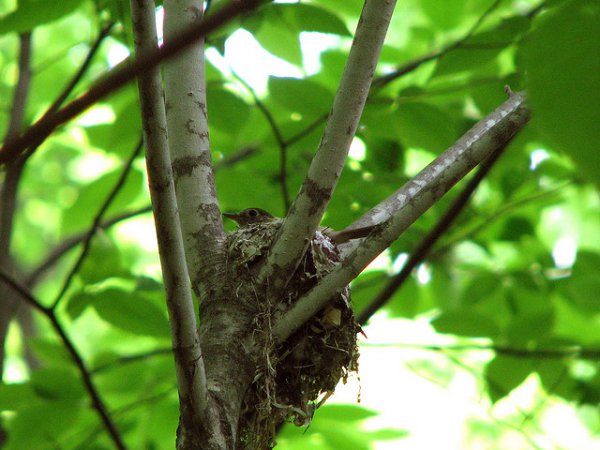 Photo (20): Least Flycatcher