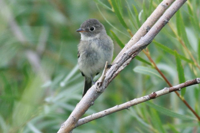 Photo (11): Least Flycatcher