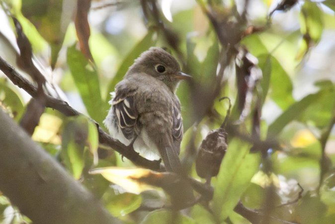Photo (16): Least Flycatcher