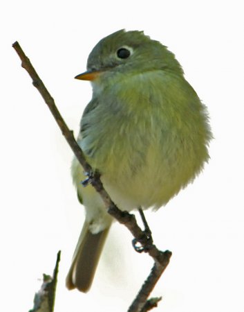 Photo (17): Least Flycatcher