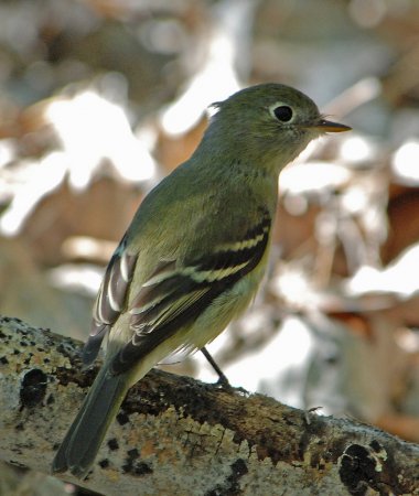 Photo (8): Least Flycatcher