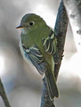Photo (12): Least Flycatcher