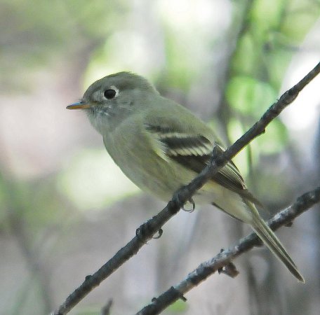 Photo (15): Least Flycatcher