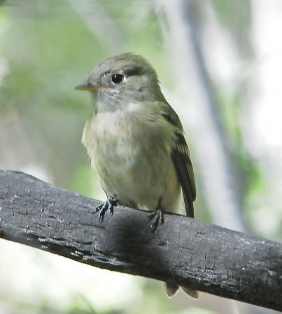 Photo (18): Least Flycatcher