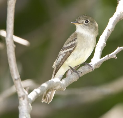 Photo (1): Least Flycatcher