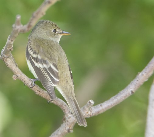 Photo (14): Least Flycatcher