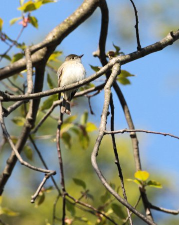 Photo (19): Least Flycatcher