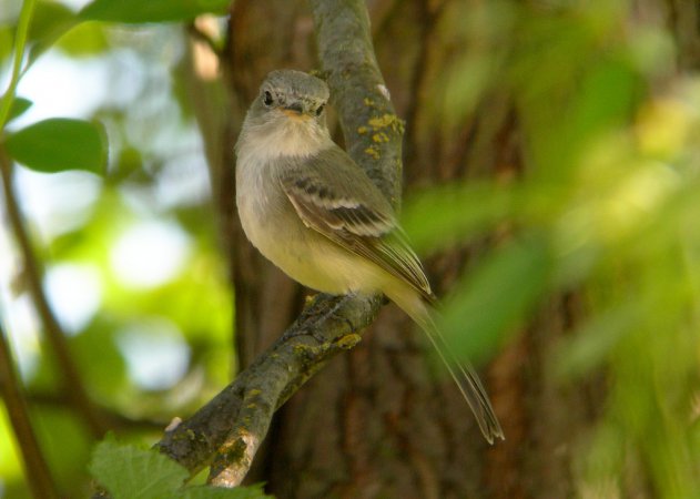 Photo (11): Dusky Flycatcher