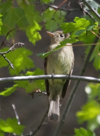 Photo (10): Cordilleran Flycatcher